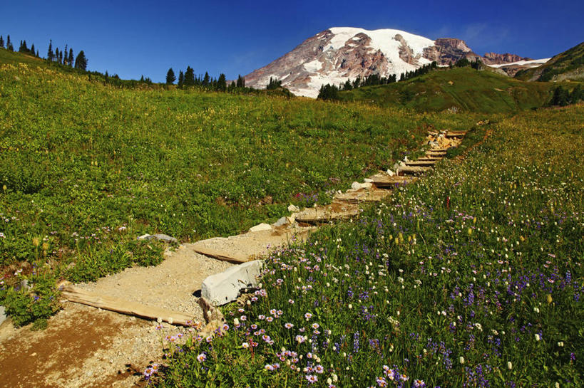 无人,公园,横图,室外,白天,旅游,度假,草地,火山,华盛顿,美国,地形,小路,野花,娱乐,地标建筑,享受,休闲,安静,放松,摄影,宁静,北美,北美洲,国家公园,美洲,华盛顿州,白羽扇豆,雷尼尔山国家公园,瑞尼尔山国家公园,常绿之州,常青州,北亚美利加洲,亚美利加洲,休闲活动,彩图,旅行,皮尔斯县
