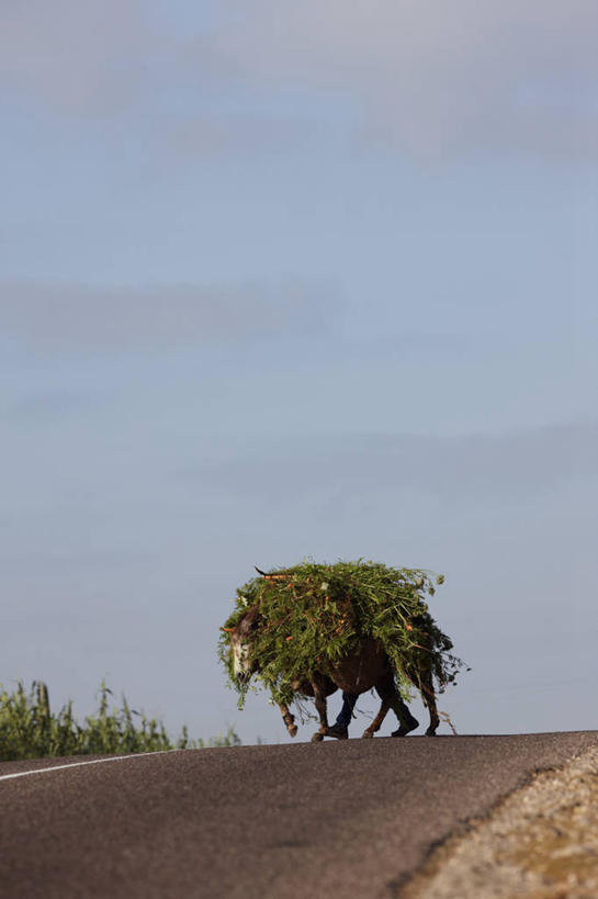一个人,竖图,室外,白天,农作物,高速公路,非洲,朦胧,模糊,人行道,运输,摄影,收获,骡子,北非,步行,彩图