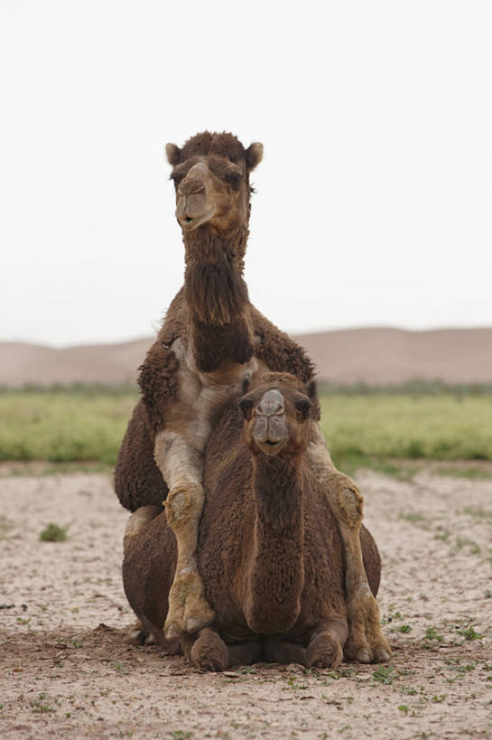 无人,竖图,室外,白天,非洲,摩洛哥,骆驼,动物,两只,摄影,交配,北非,单峰骆驼,撒哈拉沙漠,彩图,动物行为