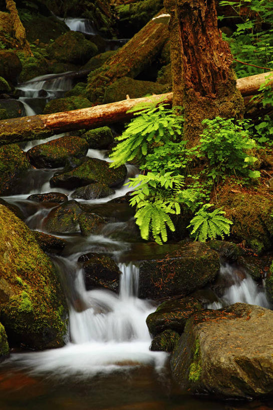 无人,竖图,室外,白天,森林,美国,地形,小溪,摄影,蕨类,清新,俄勒冈州,哥伦比亚河谷,彩图