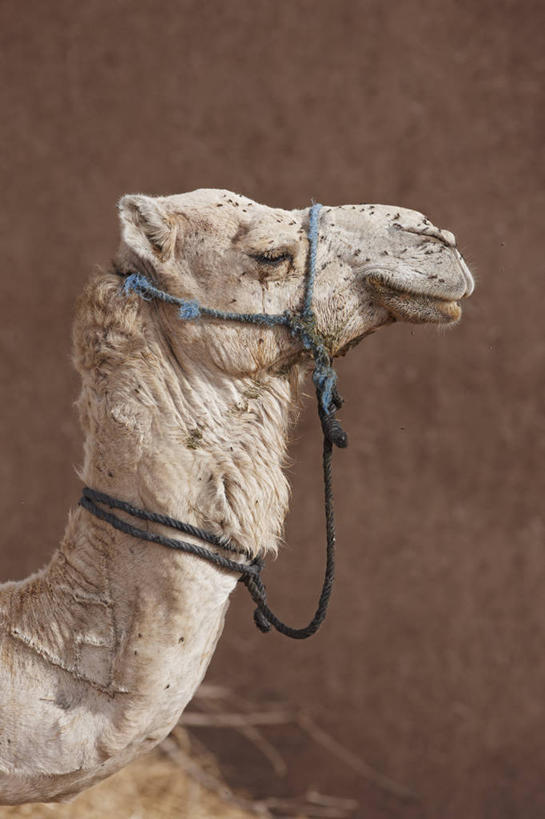 无人,竖图,室外,白天,技术,非洲,摩洛哥,骆驼,绳子,摄影,考古学,反差,北非,单峰骆驼,撒哈拉沙漠,彩图,马笼头