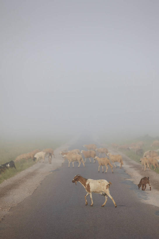 竖图,室外,白天,雾,路,哺乳动物,鹿,野生动物,羊,非洲,摩洛哥,一群,许多,人行道,很多,草,动物,可爱,运输,摄影,活泼,北非,山羊,彩图,旅行
