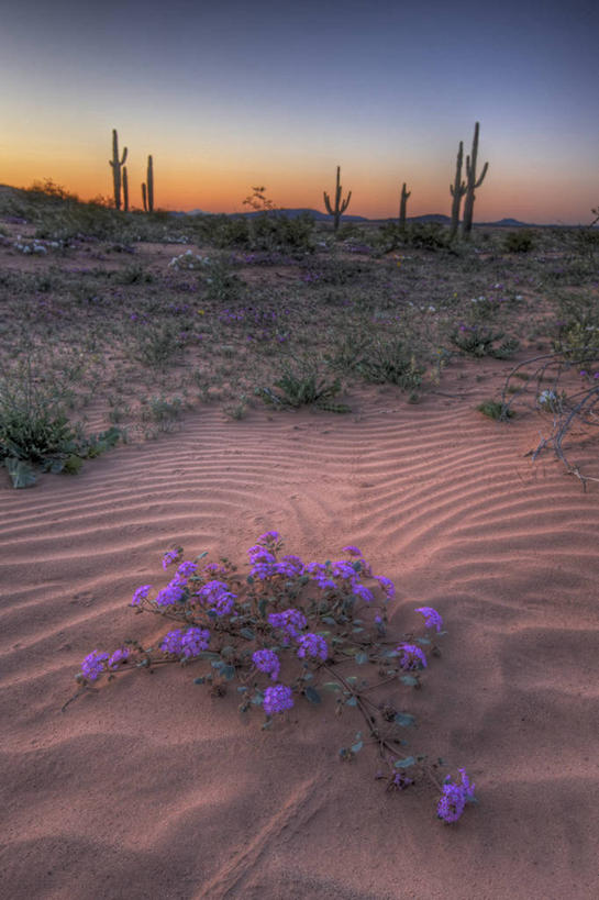 无人,竖图,室外,白天,美景,沙漠,植物,美国,沙子,景观,野花,草药,药草,沙丘,中药,花,自然,景色,摄影,马鞭草,亚利桑那,北美,北美洲,自然风光,美洲,药材,中草药,亚利桑那州,中药材,本草,龙牙草,大峡谷之州,北亚美利加洲,亚美利加洲,凤颈草,野荆芥,紫顶龙芽草,皮马县,彩图,卡韦萨普列塔国家野生动物保护区,美利坚合众国
