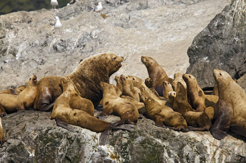 无人,横图,室外,白天,侧面,美国,摄影,濒危物种,彩图