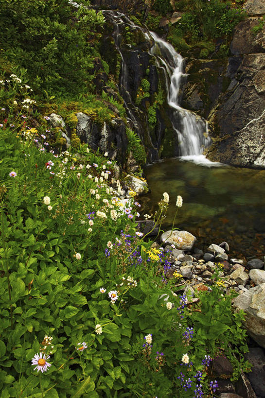 无人,公园,竖图,室外,白天,瀑布,华盛顿,美国,地形,野花,小溪,摄影,宁静,北美,北美洲,国家公园,清新,美洲,华盛顿州,雷尼尔山国家公园,瑞尼尔山国家公园,常绿之州,常青州,北亚美利加洲,亚美利加洲,天堂镇,死水,彩图,皮尔斯县