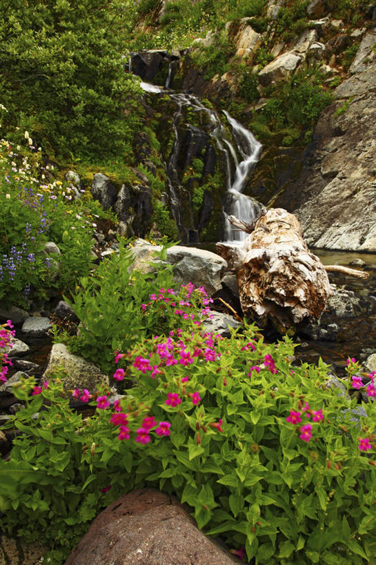 无人,公园,竖图,室外,白天,瀑布,华盛顿,美国,地形,野花,小溪,夏天,摄影,北美,北美洲,国家公园,美洲,华盛顿州,雷尼尔山国家公园,猴面花,瑞尼尔山国家公园,常绿之州,常青州,北亚美利加洲,亚美利加洲,天堂镇,彩图,皮尔斯县