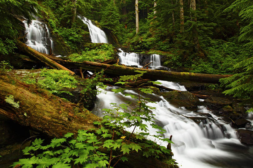 无人,横图,室外,白天,瀑布,森林,美国,地形,摄影,清新,圆木,华盛顿州,彩图