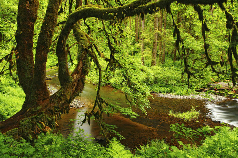 无人,横图,室外,白天,河流,森林,枫树,美国,地形,苔藓,树,摄影,宁静,俄勒冈州,彩图