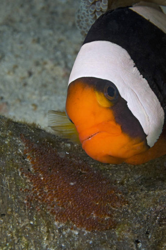 无人,竖图,水下,海葵,野生动物,菲律宾,鱼类,摄影,保护,海葵鱼,卵,巴拉望,彩图,动物行为