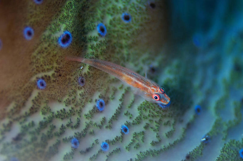 无人,横图,水下,野生动物,菲律宾,珊瑚,鱼类,摄影,虾虎鱼,巴拉望,彩图