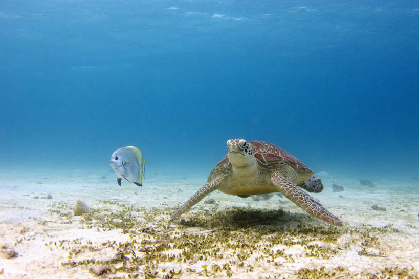 无人,横图,海底,水下,野生动物,菲律宾,沙子,鱼类,动物,两只,摄影,海草,蝙蝠鱼,绿蠵龟,巴拉望,濒危物种,海龟,彩图