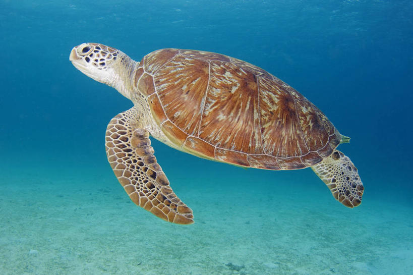 游泳,无人,横图,水下,野生动物,菲律宾,摄影,绿蠵龟,巴拉望,濒危物种,海龟,彩图