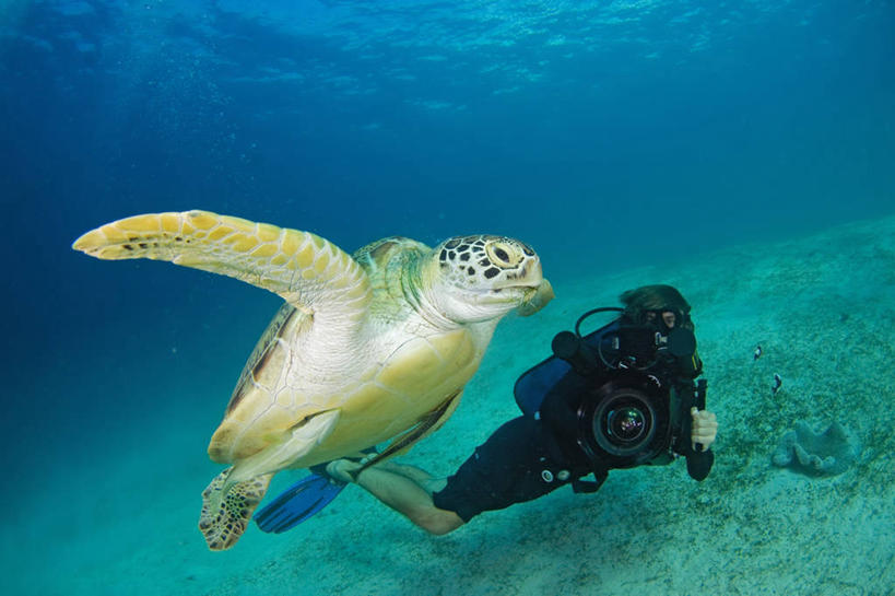 成年人,中年人,一个人,横图,水下,野生动物,菲律宾,仅一个男性,仅一个人,仅一个中年男性,朦胧,模糊,摄影,录像,绿蠵龟,巴拉望,濒危物种,男人,男性,中年男性,海龟,彩图,水肺潜水,电影摄影师,电视摄像机