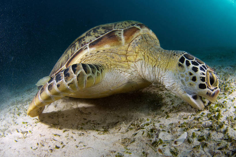 无人,吃,横图,海底,水下,野生动物,菲律宾,咬,沙子,摄影,海草,喙,绿蠵龟,喂养,巴拉望,濒危物种,海龟,彩图,动物行为