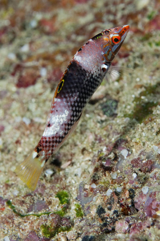 无人,竖图,水下,野生动物,泰国,斑点,鱼类,摄影,式样,彩图