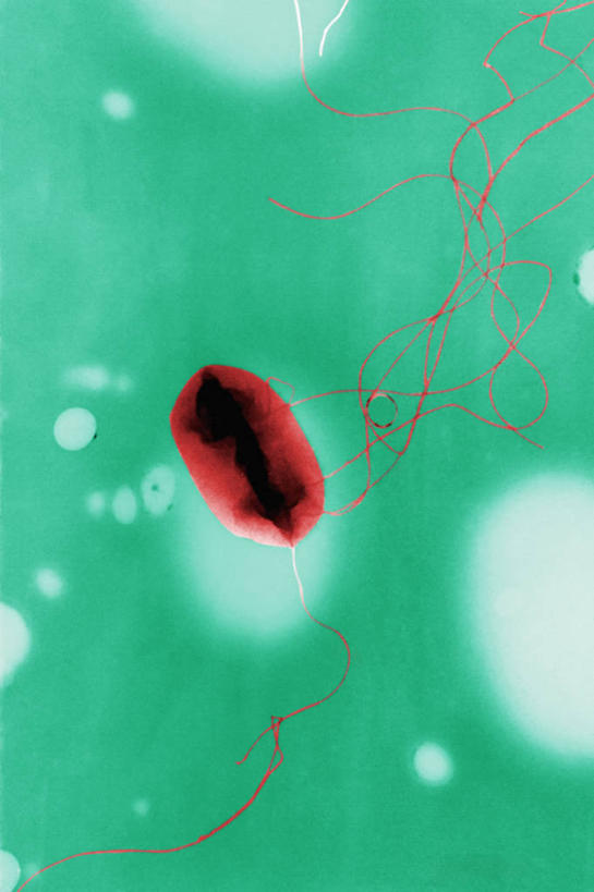 无人,竖图,科学,红色,绿色,摄影,生物学,鞭毛,大肠杆菌,彩图,电子显微镜