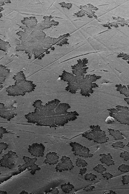 无人,竖图,黑白,抽象,野生动物,科学,动物,摄影,复眼,电子显微镜