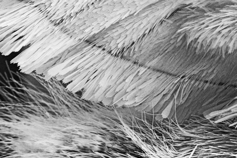 无人,横图,黑白,野生动物,科学,动物,摄影,蛾,电子显微镜