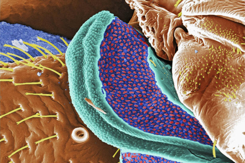 无人,横图,科学,红色,蓝色,生病,摄影,生物学,害虫,臭虫,彩图,电子显微镜