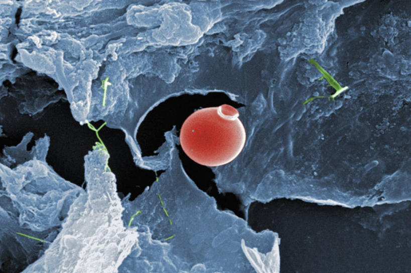 无人,横图,植物,微生物,科学,圆形,红色,蓝色,绿色,自然,摄影,生长,成长,藻类,硅藻,单细胞植物,微生物学,彩图,电子显微镜