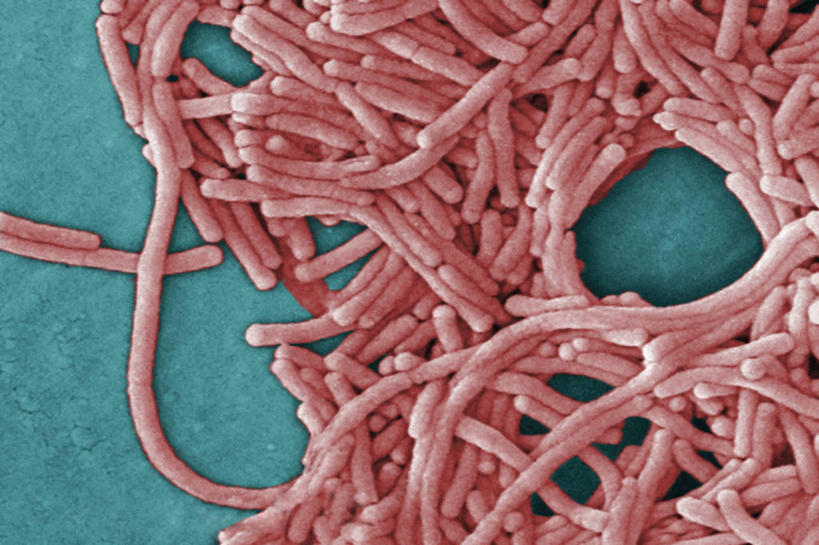 无人,横图,微生物,科学,细菌,粉色,蓝色,生病,生物,摄影,生命体,彩图,革兰氏阴性菌,革兰氏阴性细菌,革兰阴性菌,电子显微镜,原核生物,军团菌,嗜肺军团菌,退伍军人杆菌