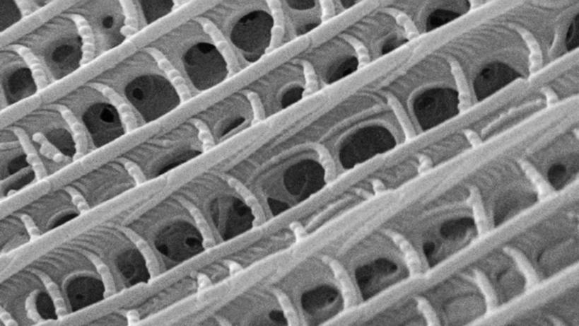 无人,横图,黑白,抽象,野生动物,科学,动物,摄影,蛾,电子显微镜