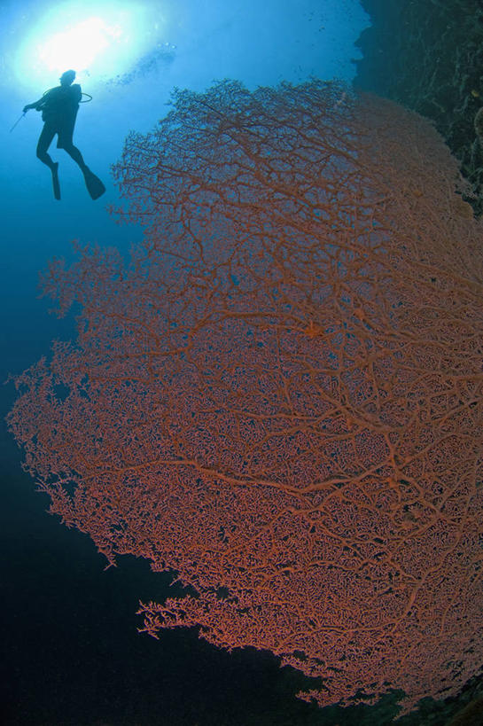 一个人,竖图,水下,野生动物,马来西亚,科学,海洋生物,无脊椎动物,红色,动物,摄影,腔肠动物,柳珊瑚,剪影,珊瑚虫,石帆,水中呼吸器,沙巴州,海团扇,西里伯斯海,彩图,诗巴丹岛,水肺潜水