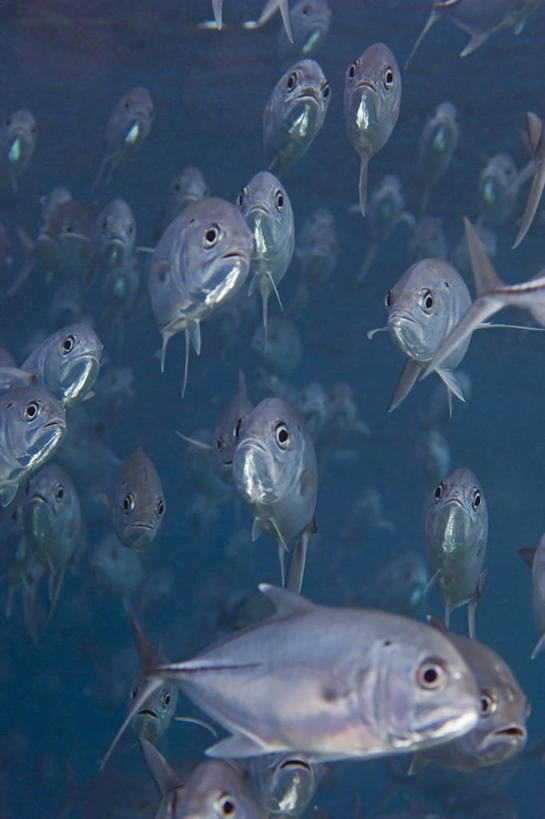 无人,竖图,水下,野生动物,马来西亚,科学,鱼群,鱼类,动物,摄影,鲹,沙巴州,西里伯斯海,彩图,大眼鲹,杰克鱼,诗巴丹岛