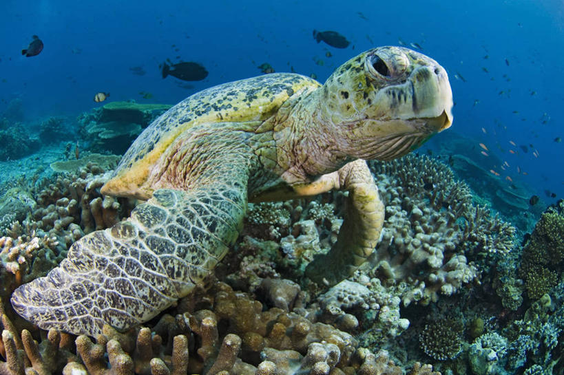 无人,横图,鱼眼镜头,水下,野生动物,马来西亚,科学,动物,摄影,鳍,绿蠵龟,沙巴州,西里伯斯海,暗礁,海龟,彩图,诗巴丹岛