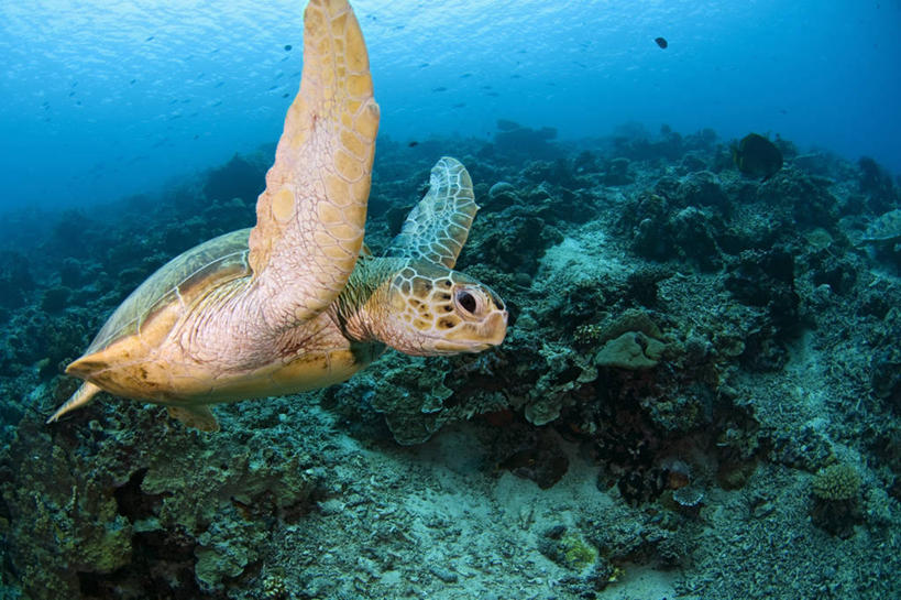 游泳,无人,横图,侧面,水下,野生动物,马来西亚,科学,珊瑚,动物,摄影,绿蠵龟,沙巴州,西里伯斯海,暗礁,海龟,彩图,诗巴丹岛