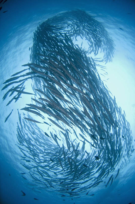 无人,竖图,水下,野生动物,马来西亚,一群,许多,丰富,科学,鱼群,很多,鱼类,动物,摄影,梭鱼类,沙巴州,西里伯斯海,彩图,诗巴丹岛