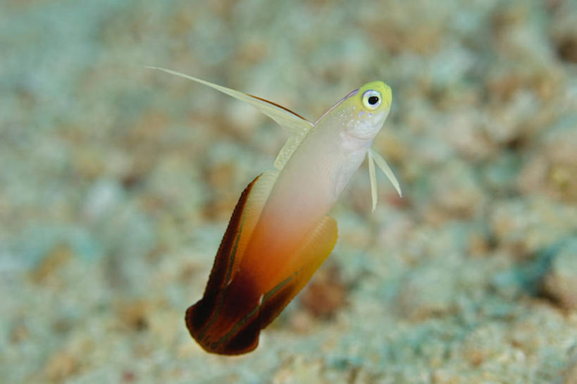 无人,横图,特写,侧面,水下,野生动物,马来西亚,科学,鱼类,动物,摄影,背鳍,沙巴州,西里伯斯海,彩图,瑞氏红鲂鮄