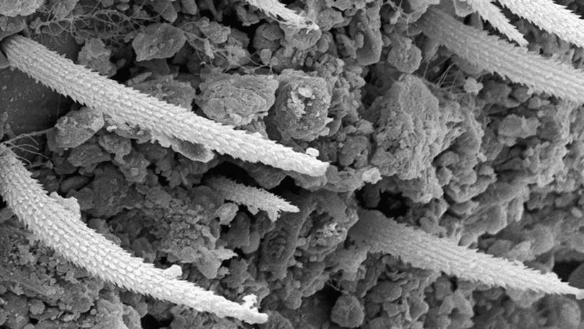 无人,横图,黑白,野生动物,科学,动物,摄影,生物学,幼虫,蚁狮,电子显微镜