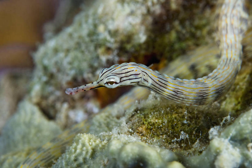 无人,横图,特写,水下,野生动物,马来西亚,条纹,科学,动物,摄影,剃刀鱼,沙巴州,西里伯斯海,彩图