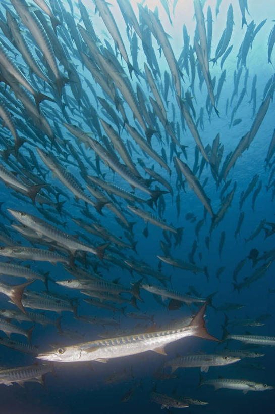 无人,竖图,水下,野生动物,马来西亚,一群,许多,丰富,科学,鱼群,很多,鱼类,动物,摄影,梭鱼类,婆罗洲岛,沙巴州,西里伯斯海,彩图,诗巴丹岛