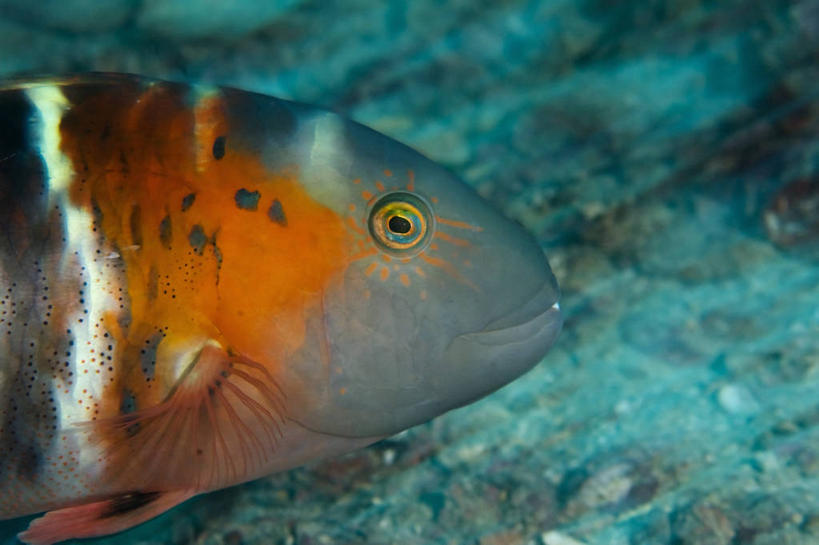 无人,横图,特写,侧面,水下,野生动物,马来西亚,科学,鱼类,动物,橙色,摄影,濑鱼,沙巴州,西里伯斯海,彩图