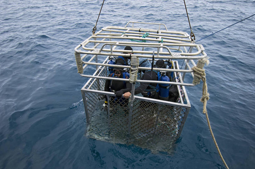 西方人,横图,野生动物,欧洲,澳大利亚,欧洲人,科学,笼子,设备,运动器械,器械,健身器械,保险箱,摄影,恐怖,健身器材,舞蹈把杆,把杆,练功杆,舞蹈杆,南澳大利亚,水中呼吸器,危险,白种人,彩图,运动器材,水肺潜水,幽闭恐惧症