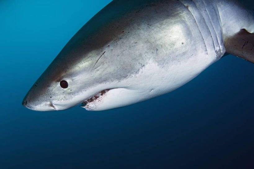 无人,横图,侧面,水下,鲨鱼,野生动物,澳大利亚,科学,动物,摄影,大白鲨,南澳大利亚,危险,彩图,鳃