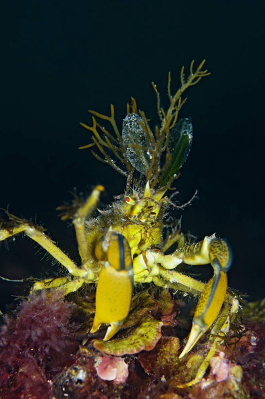 无人,竖图,节能,水下,野生动物,叶子,澳大利亚,科学,螃蟹,动物,摄影,伪装,南澳大利亚,彩图