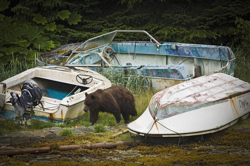 无人,横图,野生动物,美国,废弃,自然,动物,摄影,报废,废物,丢弃,摩托艇,放弃,抛弃,摈弃,棕熊,彩图,屏弃,摈斥,摒除