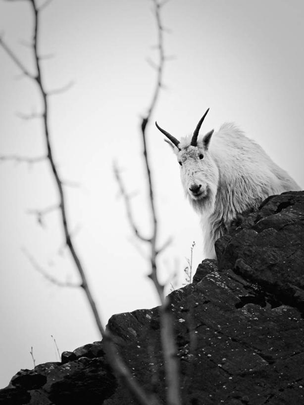 无人,竖图,骄傲,信心,野生动物,美国,热,自然,动物,摄影,朱诺,野生白山羊,岩石,彩图