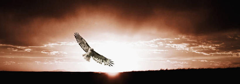 无人,横图,全景,自由,太阳,野生动物,美国,捕食,飞,自然,动物,摄影,灵感,红尾鹰,彩图