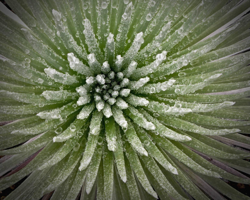 无人,横图,室外,特写,水,美国,湿,摄影,生存,夏威夷群岛,进化,太平洋岛屿,彩图,毛伊岛