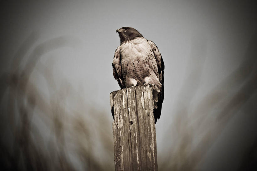 无人,横图,骄傲,信心,野生动物,美国,捕食,自然,动物,摄影,生物学,加利福尼亚,红尾鹰,圣芭芭拉,彩图