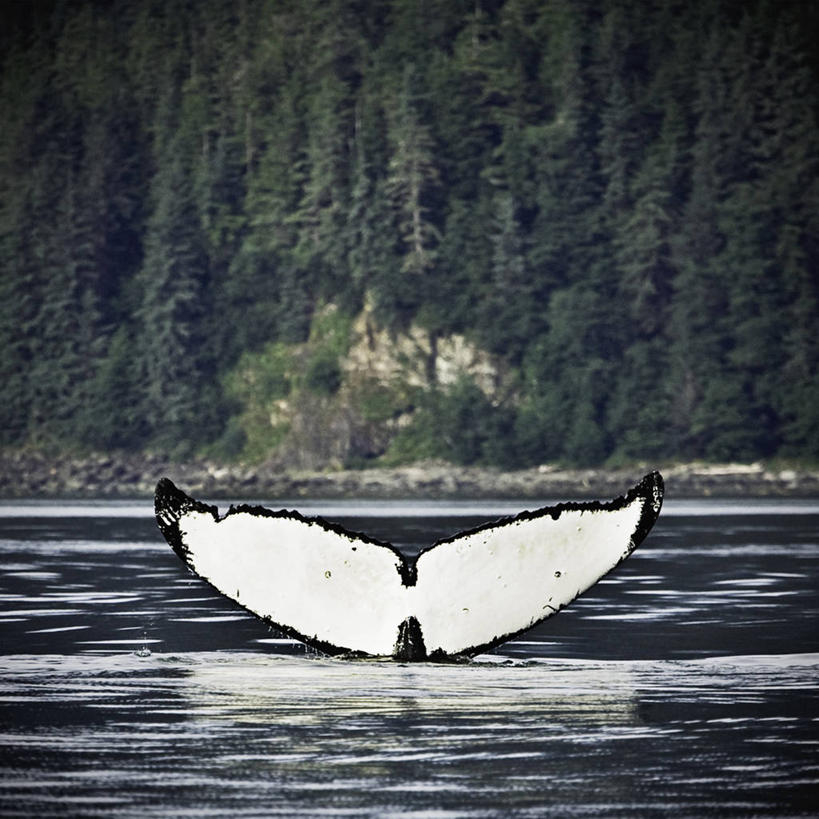 无人,方图,野生动物,美国,尾鳍,挥手,自然,动物,摄影,鲸,朱诺,驼背鲸,彩图