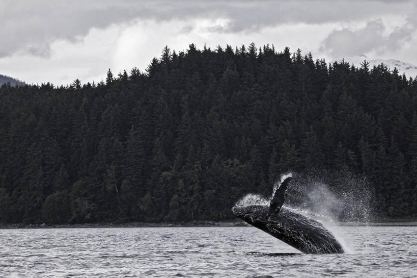无人,横图,室外,自由,森林,野生动物,美国,刺激,自然,动物,活力,摄影,鲸,朱诺,驼背鲸,彩图