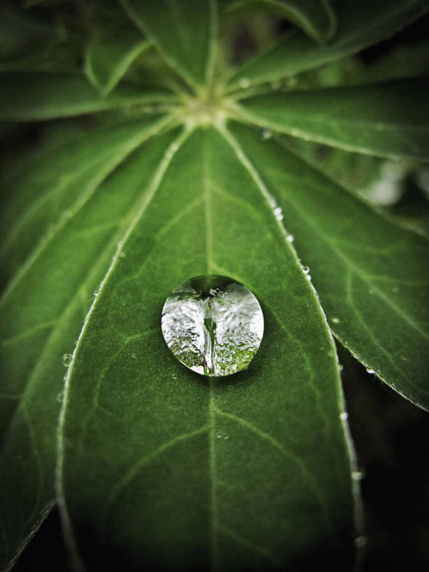 无人,竖图,特写,水,雨,叶子,美国,透明,一个,绿色,球体,个性,摄影,单个,清新,纯净,白羽扇豆,朱诺,彩图,独处