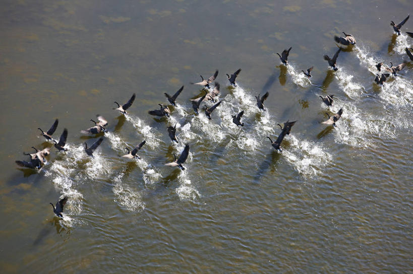 无人,横图,俯视,航拍,鹅,野生动物,美国,许多,飞溅,溅,鸟类,很多,飞,动物,摄影,拍打,迁徙,恐怖,鸟瞰,加拿大黑雁,内华达州,彩图,高角度拍摄,动物行为
