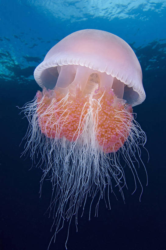 无人,竖图,水下,野生动物,印度尼西亚,触须,无脊椎动物,动物,摄影,刺胞动物,水母,彩图