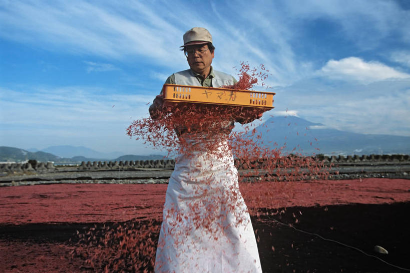 成年人,中年人,一个人,农民,横图,农业,火山,山,富士山,日本,仅一个男性,仅一个人,仅一个中年男性,食品,餐盘,摄影,改变,烘干,男人,男性,中年男性,彩图,旅行